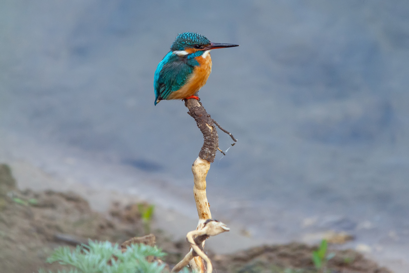 Ein Mädchen wartet ...