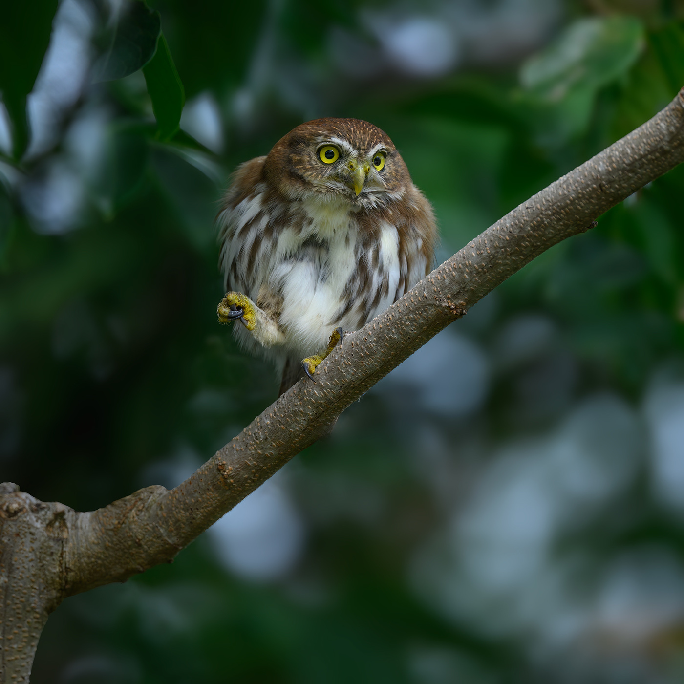 Ferruginous Pygmy-Owl