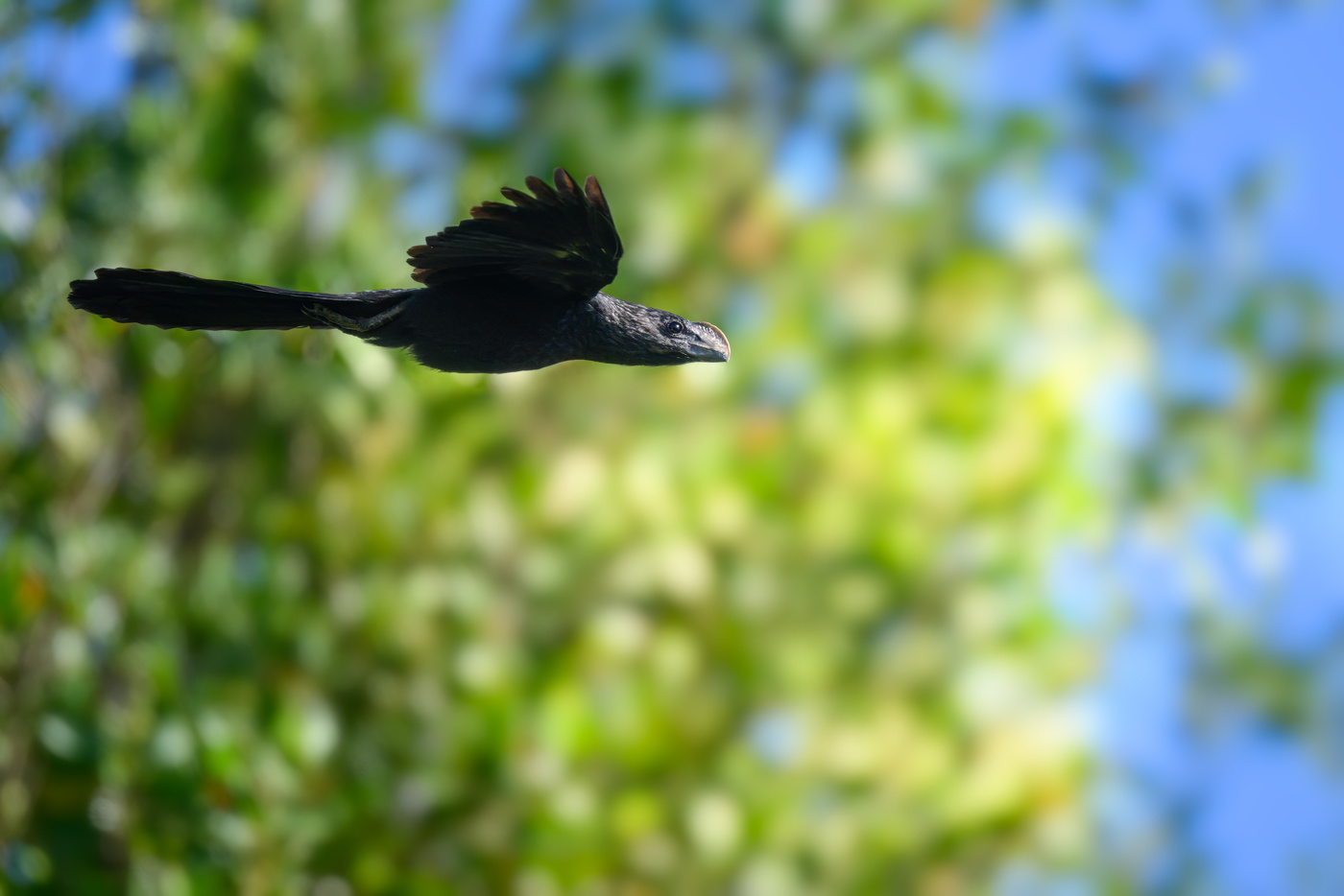 Smooth-billed Ani