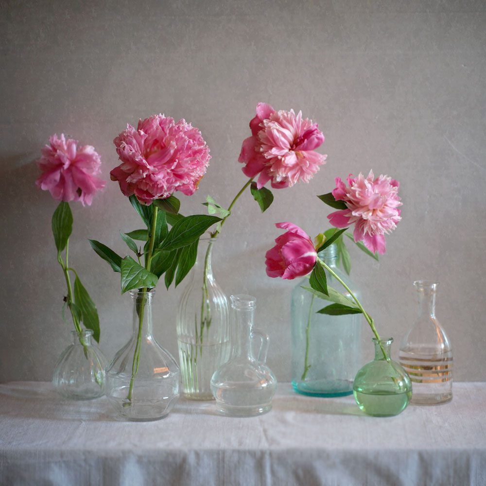 mit Pfingstrosen ...