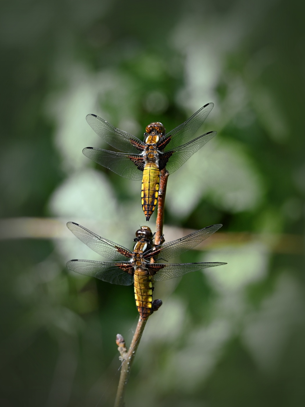 Dragonfly flach