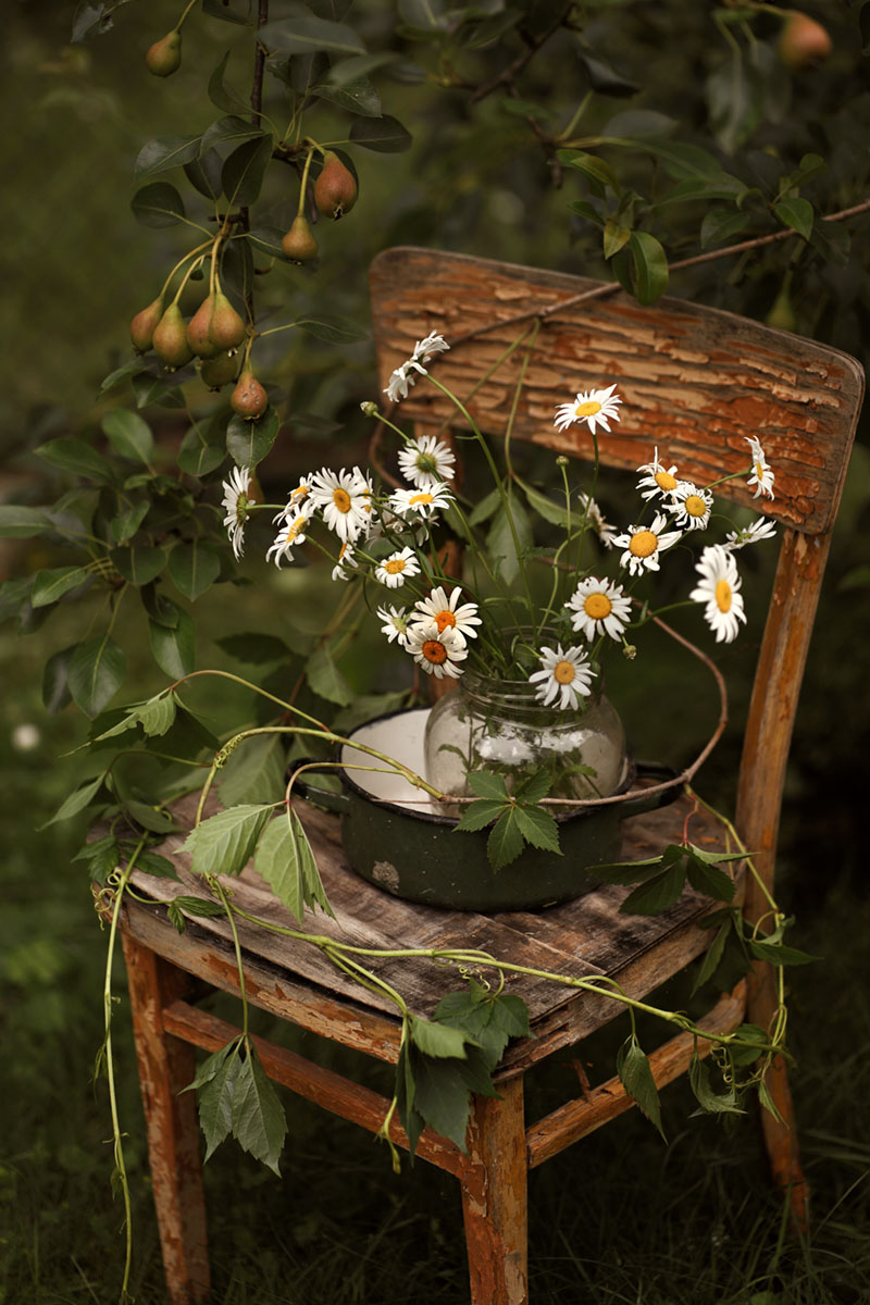 Mit Gänseblümchen ...