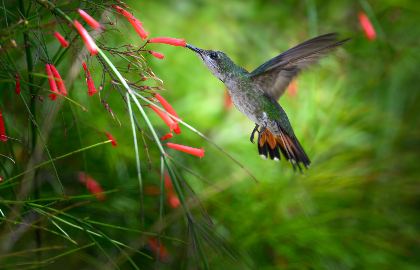 Hispaniolan mango (f)