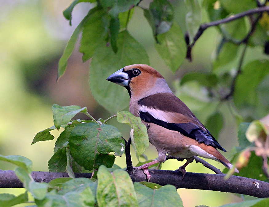 Grosbeak