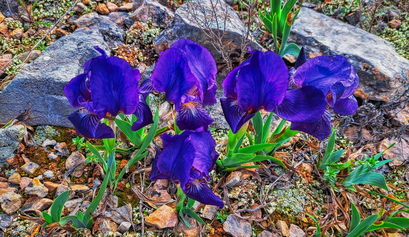 Capçanes - Iris germànica - Priorat