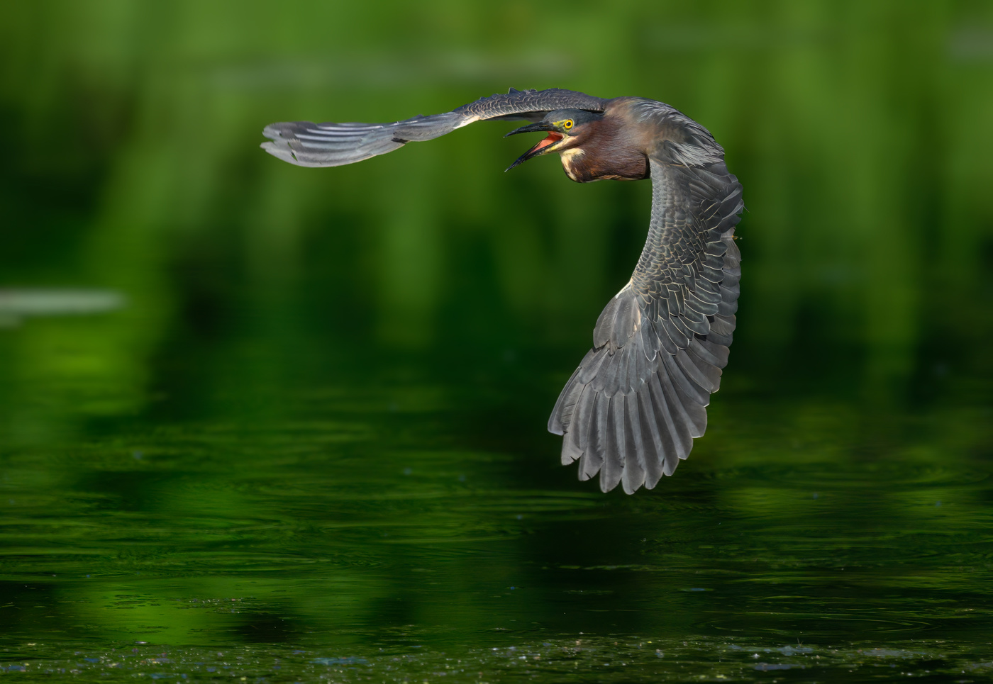 Green heron