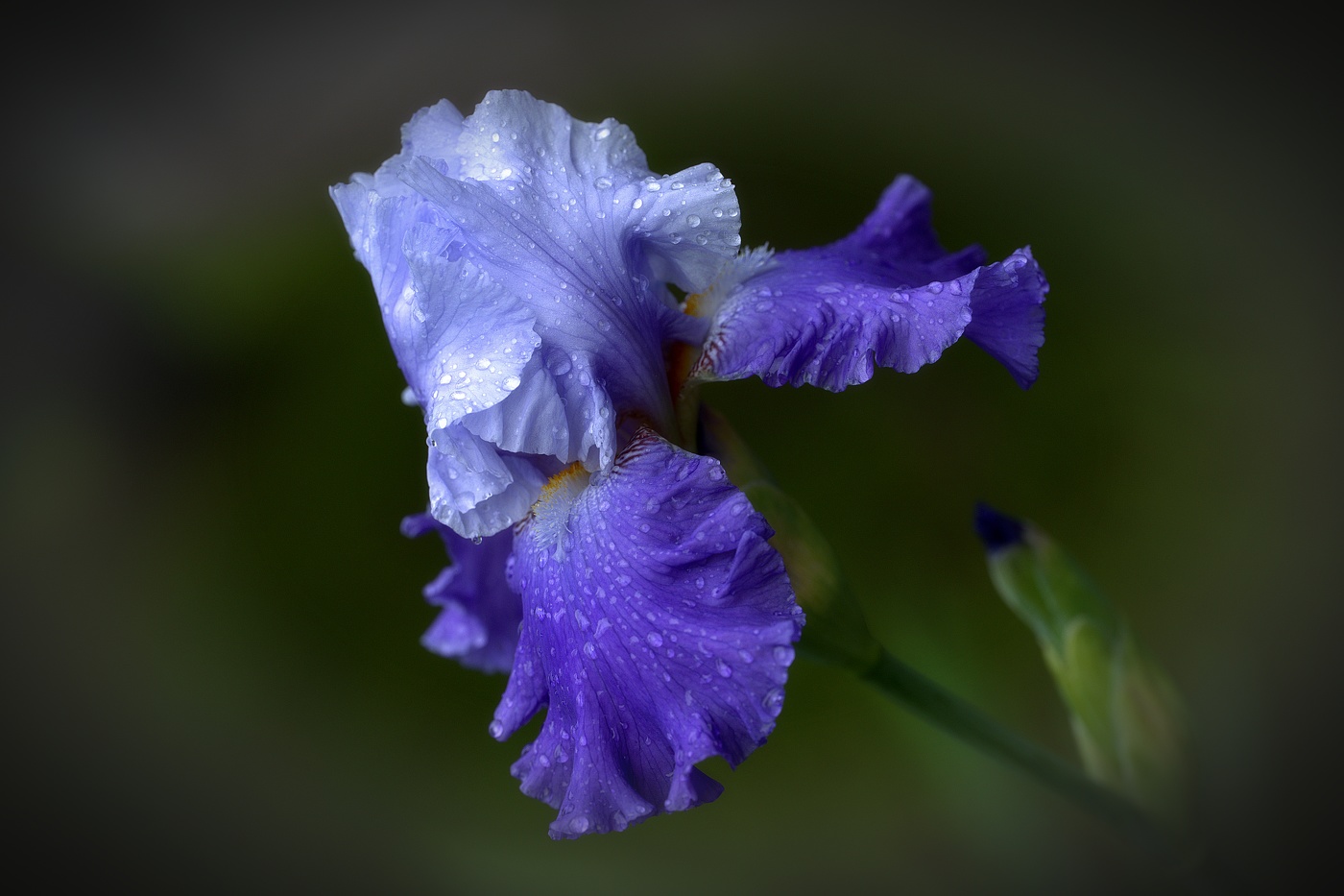 Iris