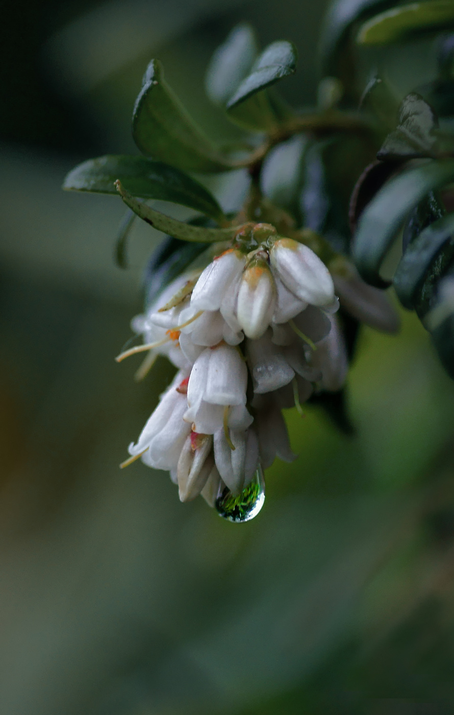 Flowering Preiselbeeren ...