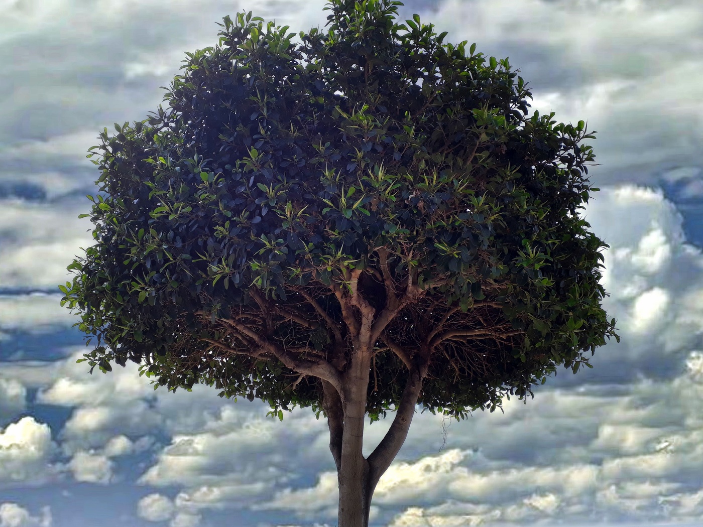 Cambrils - Ficus a la platja de la Llosa - Baix Camp