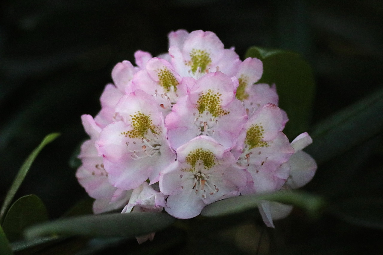 Rhododendron