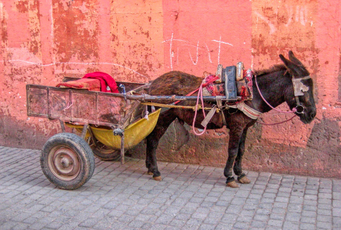 Marrakech - carro i ase - Marroc