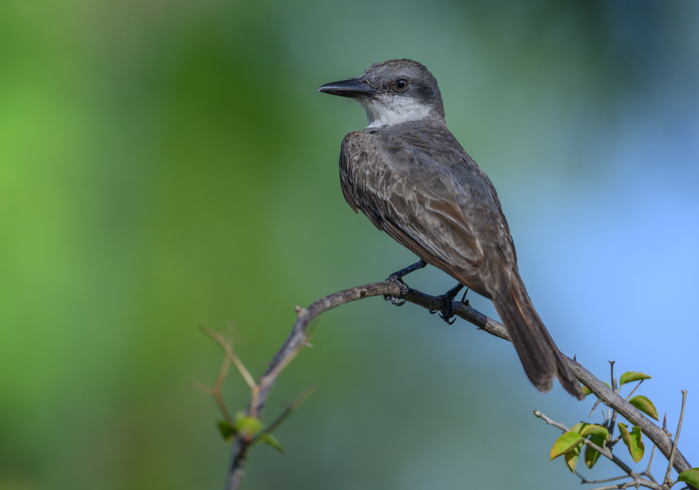 Gray Kingbird (Tyrannus dominicensis)