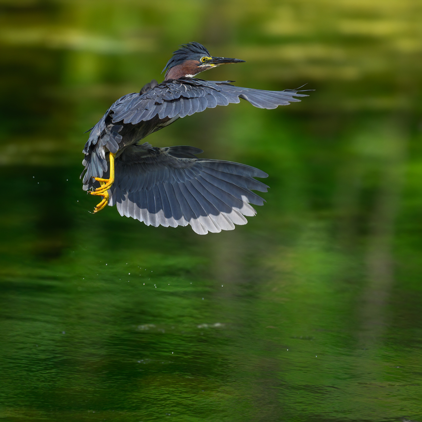 Green heron