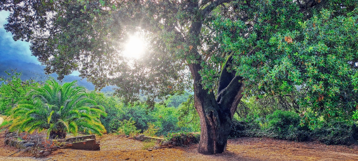 Almoster - Alzina al Picarany - Baix Camp