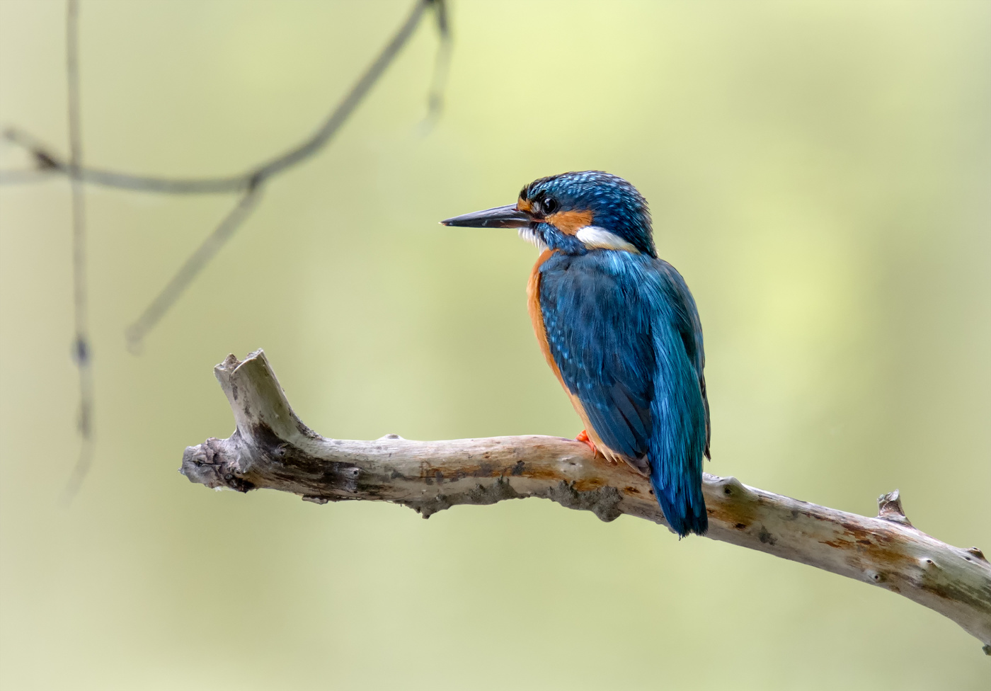 Kingfisher.