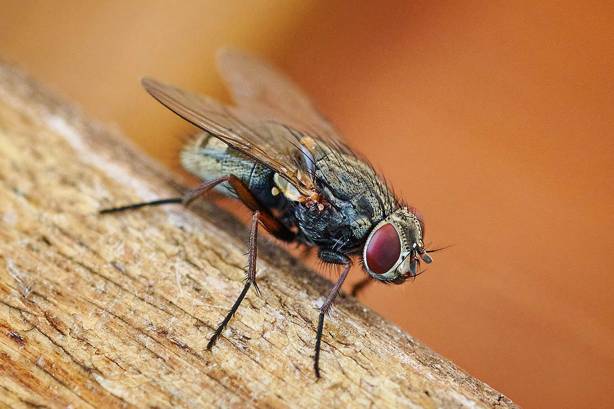 Musca domestica