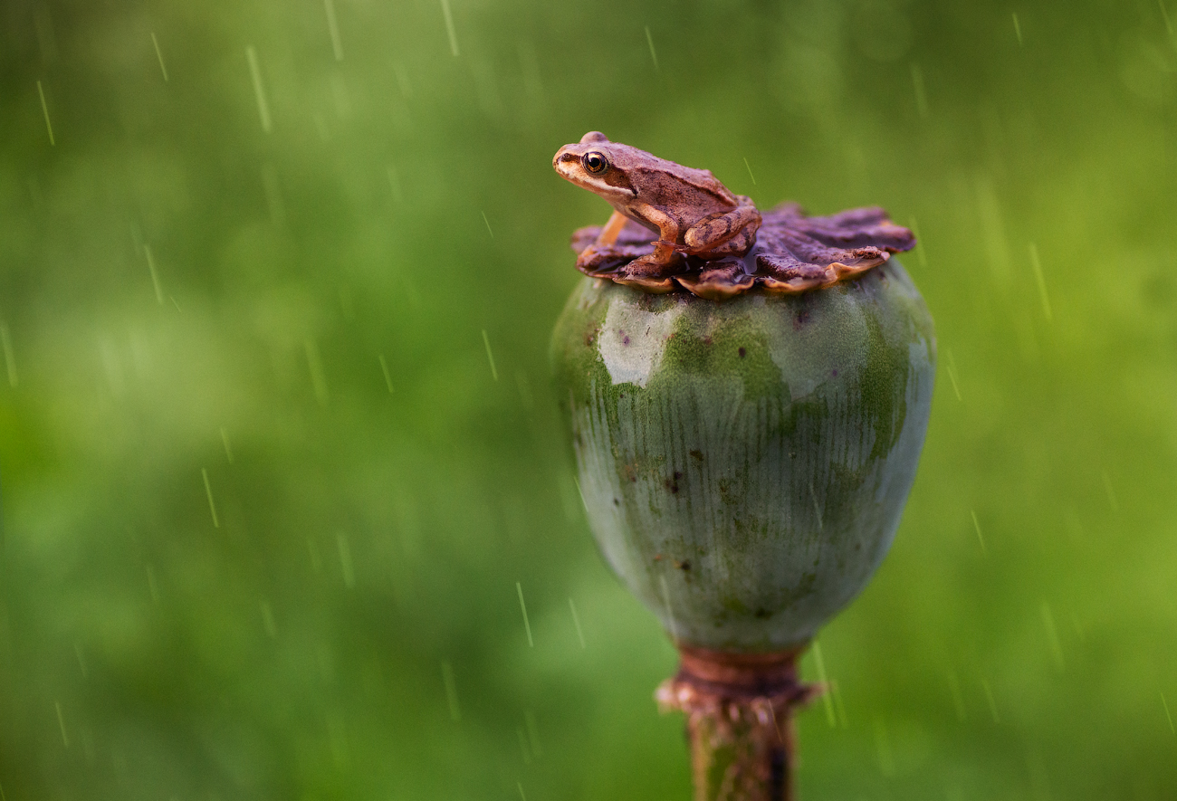 Und die regen kommt ...