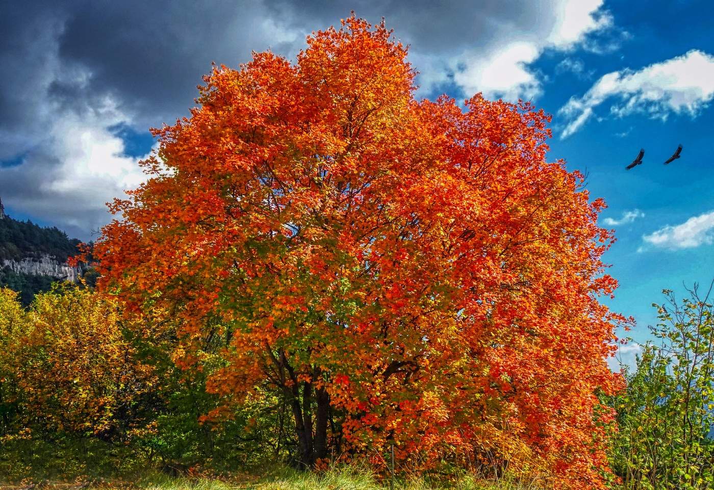 Gombrèn- Auró al santuari de Montgrony - Ripollès