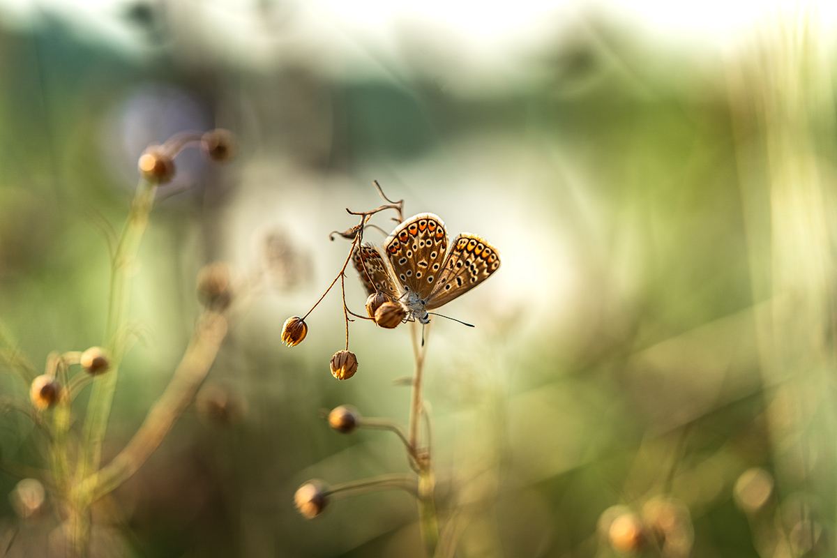 Über ein Schmetterling
