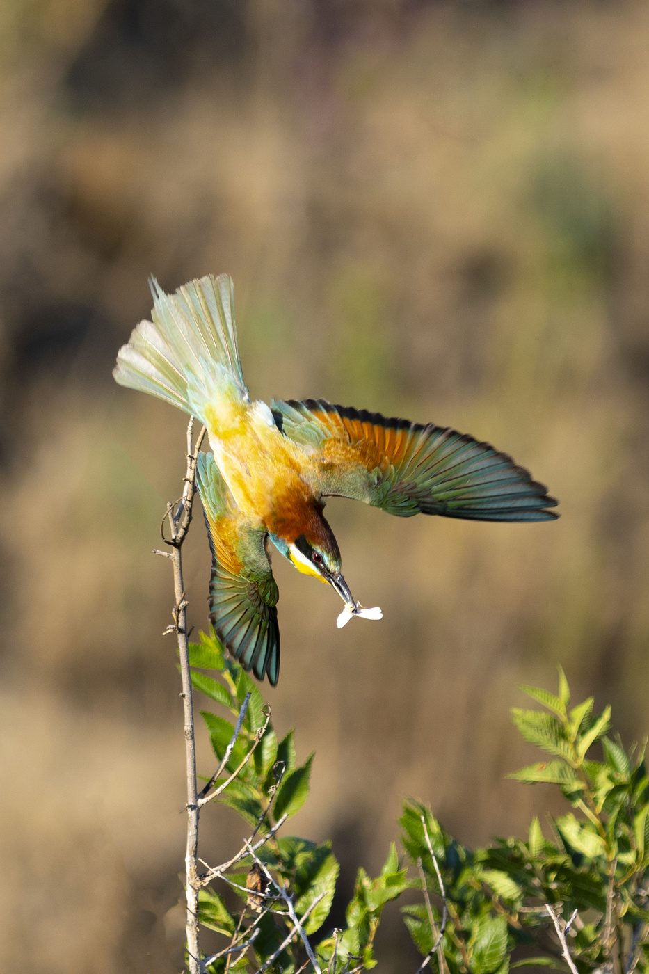 Goldene Bienenfresser
