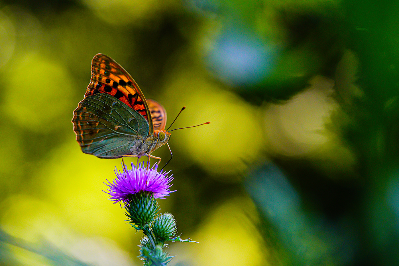 Über ein Schmetterling