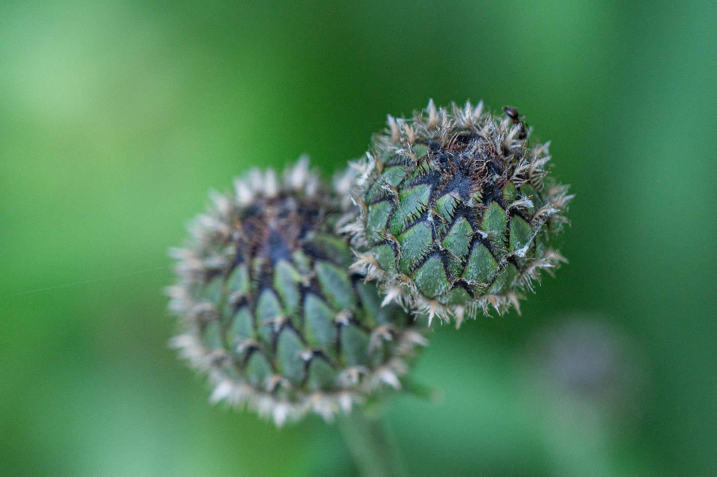 Geschenk des Himmels