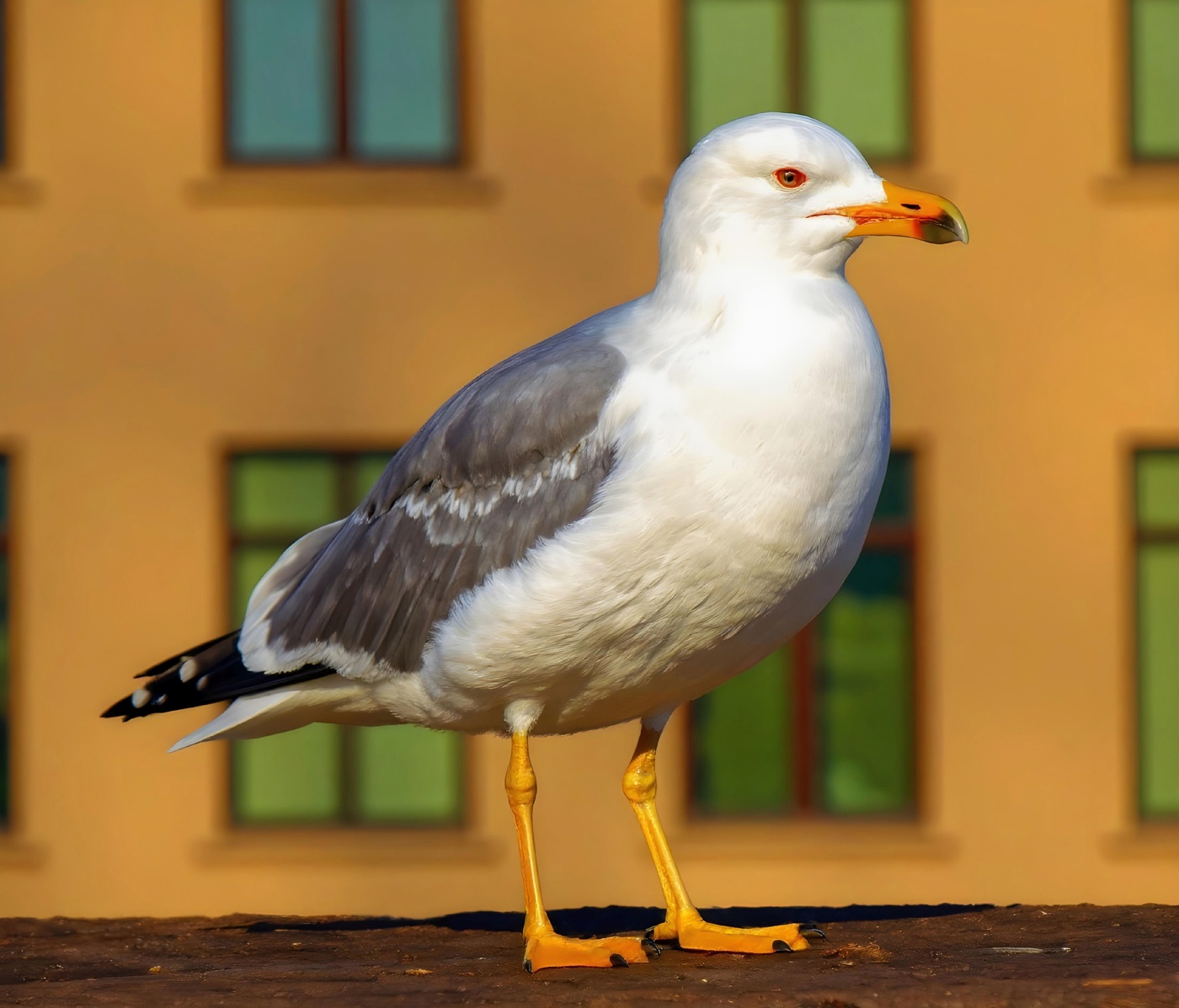 Barcelona - gavina sostre de la catedral - Barcelonès