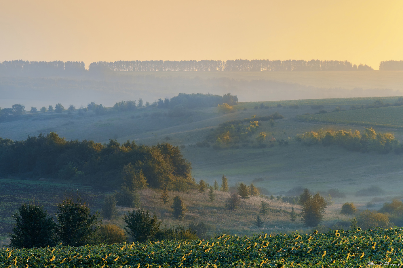 Sonnenaufgang im Wald