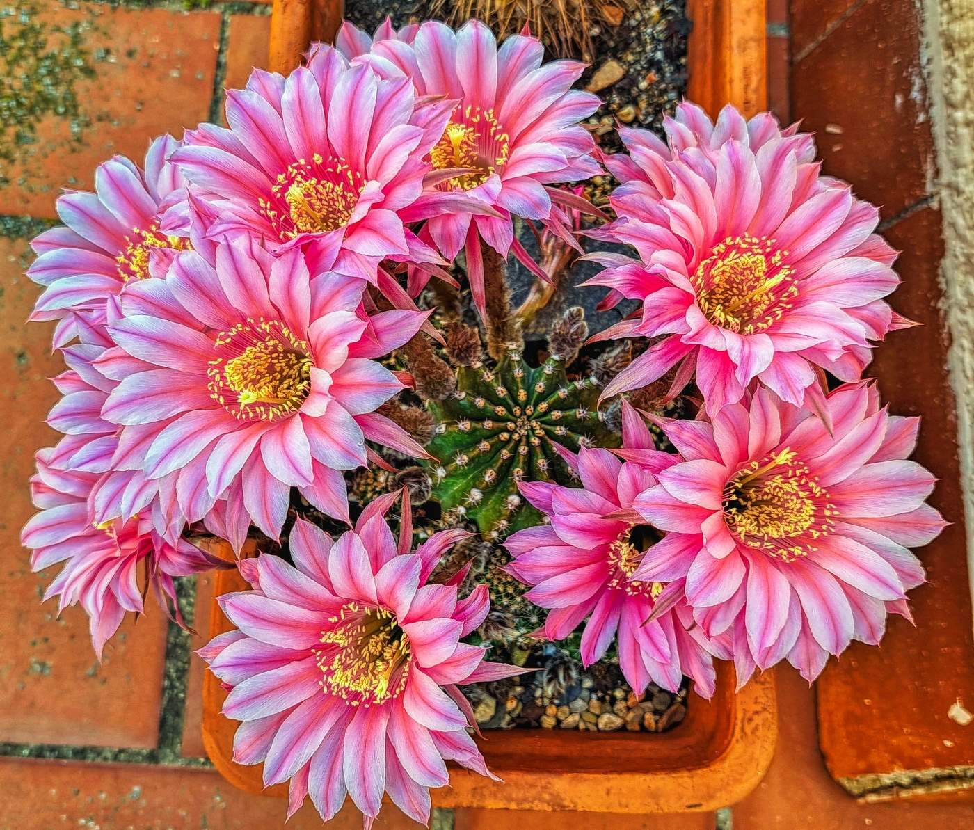 Reus - flors de cactus - Baix Camp