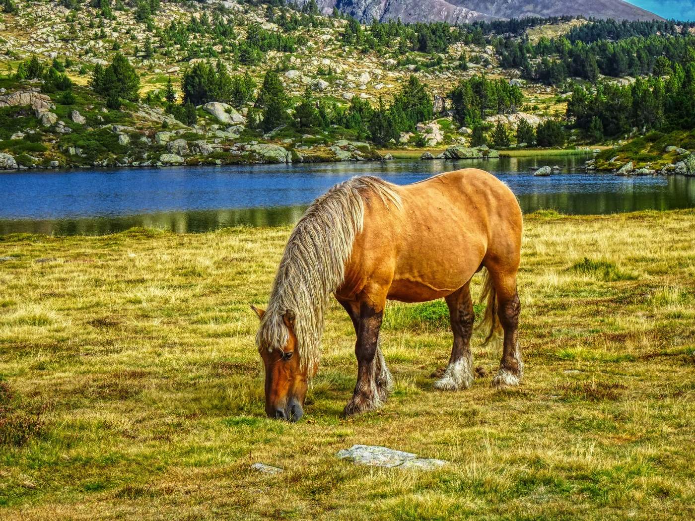 Lac des Bouillouses ( nou llacs) - cavall - Alta Cerdanya - França
