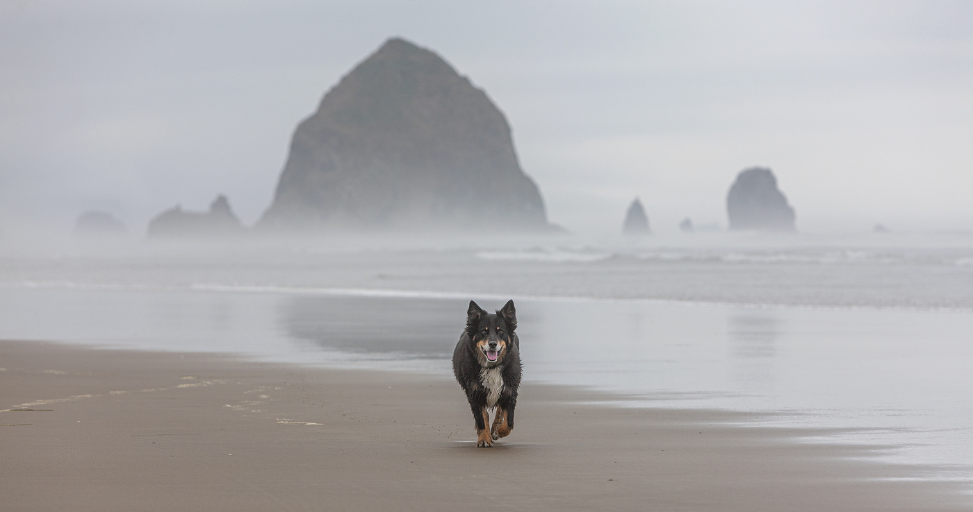Hund am Strand