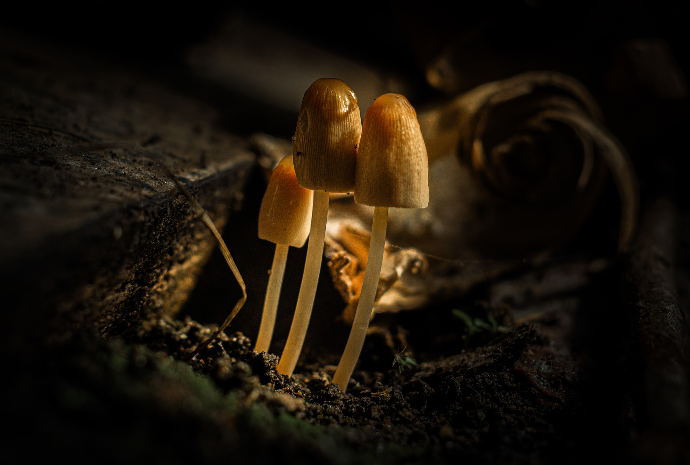 Coprinellus micaceus