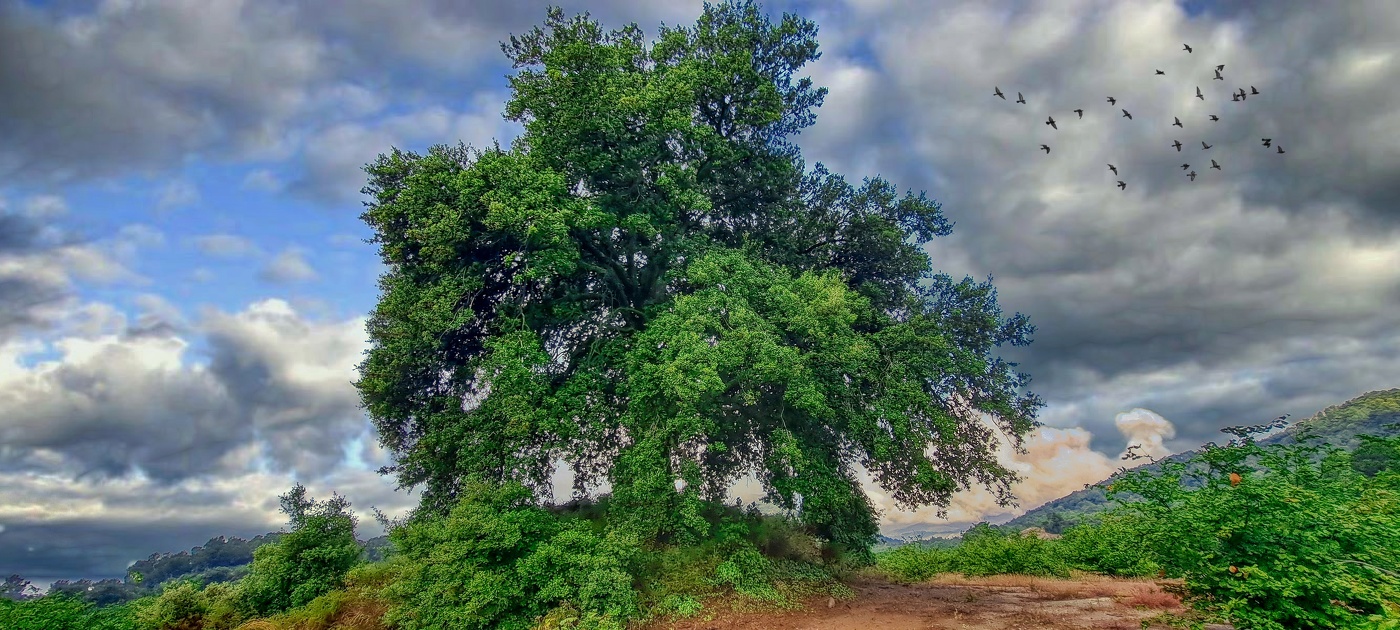 Almoster (Picarany) - Alzina Mas de Borbó - Baix Camp