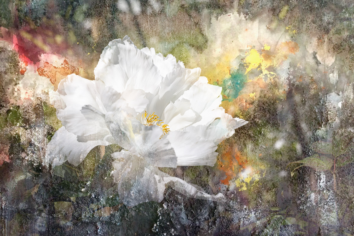 Fantasy with a peony