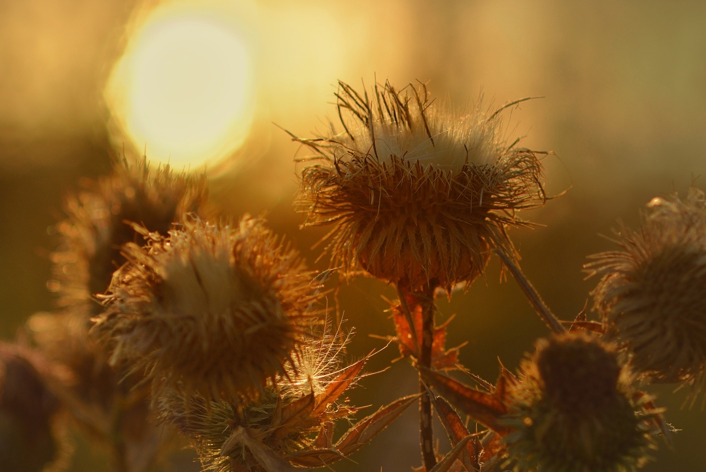 Sonnenaufgang im Wald