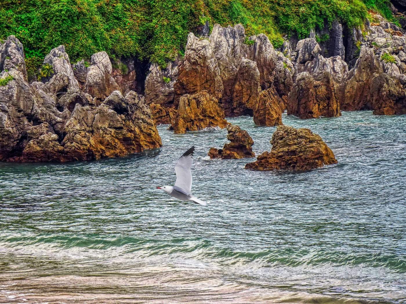Llanes - roques i gavina - Astúries