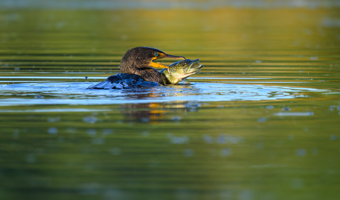 Double Crested Cormorant with pike