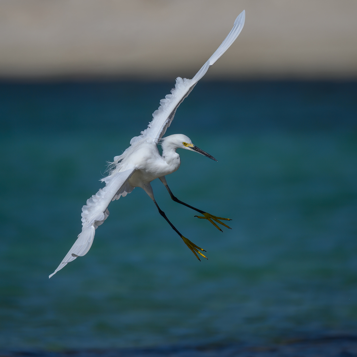 Snowy egret