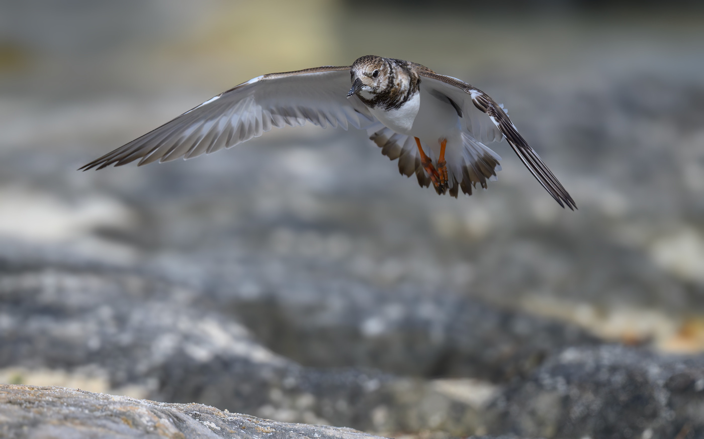 Ruddy turnstone