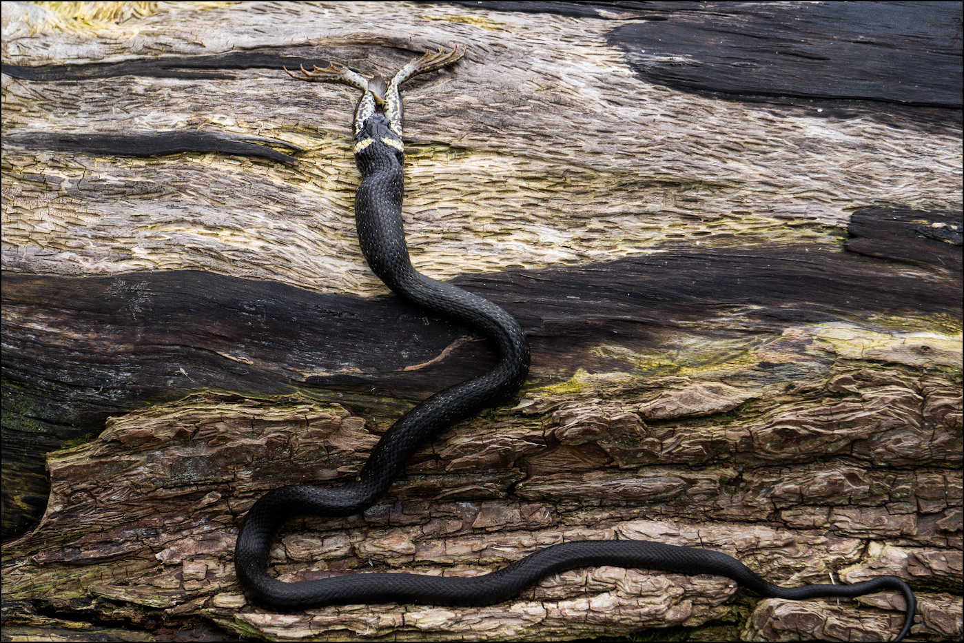 In der Welt der Tiere