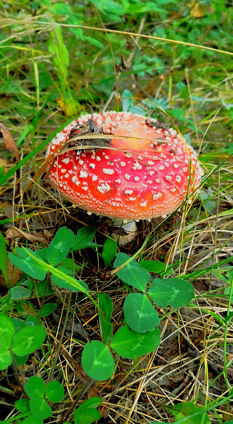 Fliegen-Blätterpilz