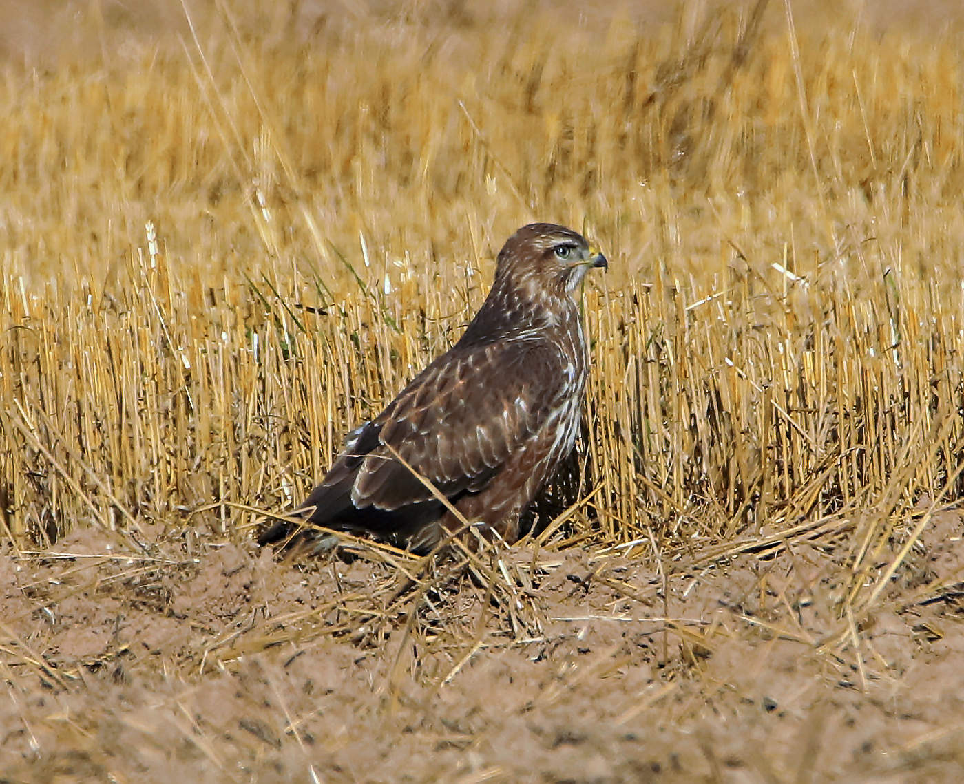 Bussard