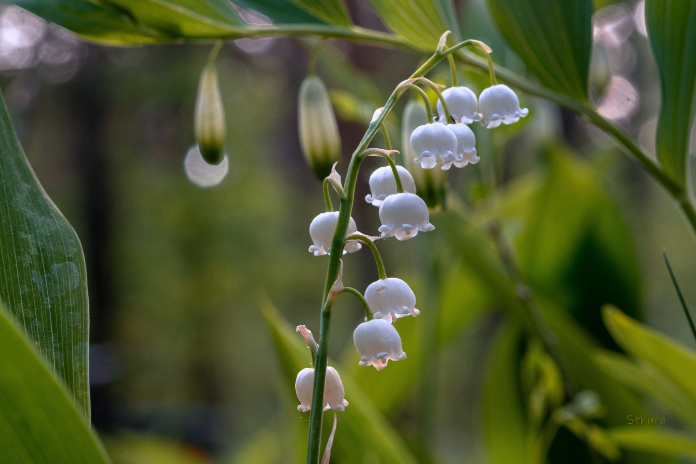 Lily of the Valley.