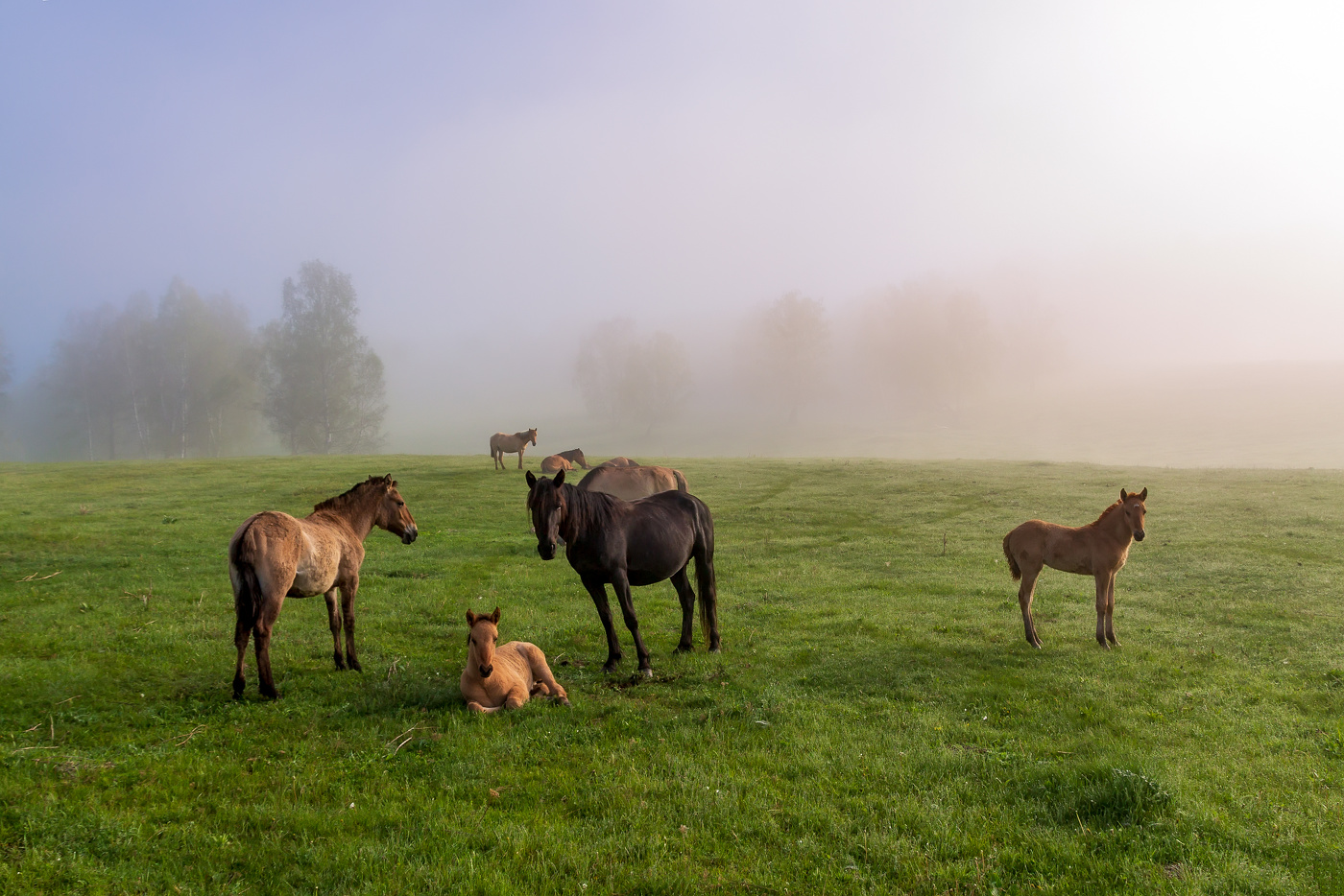 Die Suche nach einer Igel