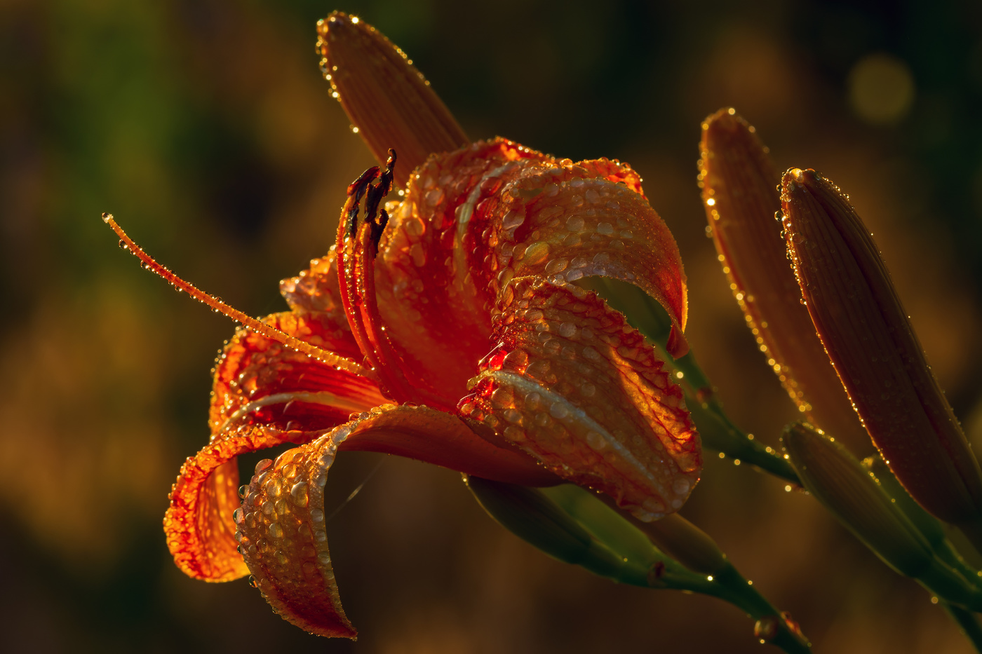 Bei Sonnenuntergang nach regen