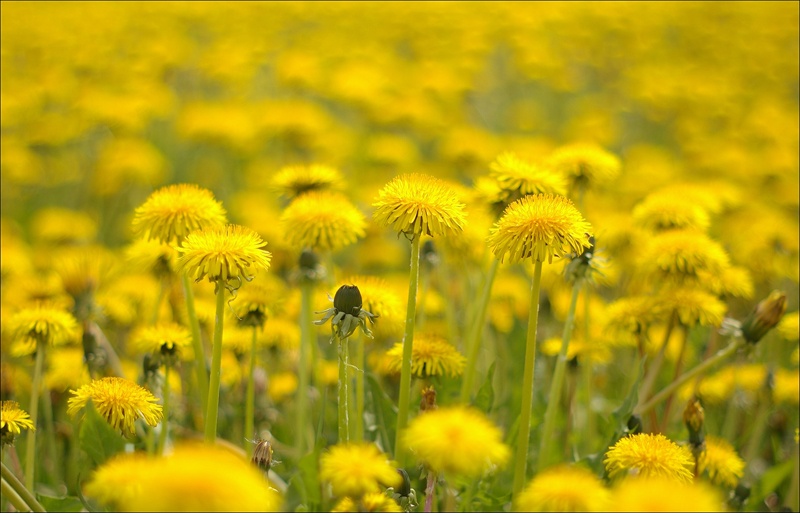 Frühling .. Löwenzahn ..