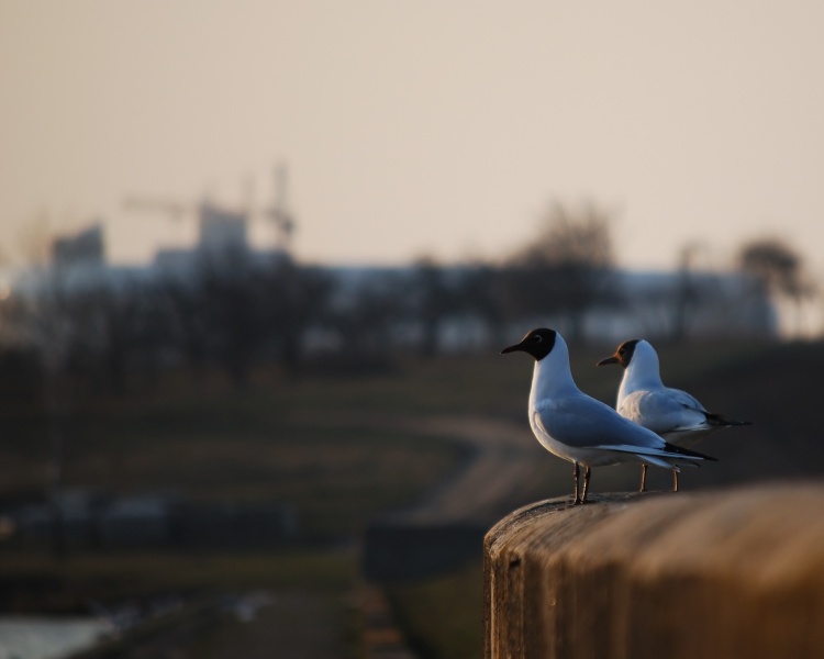 Erinnern Sie sich an das Meer ...