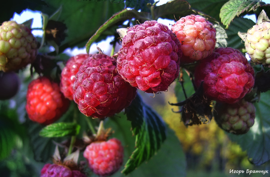 Ach, das Leben-Himbeere!
