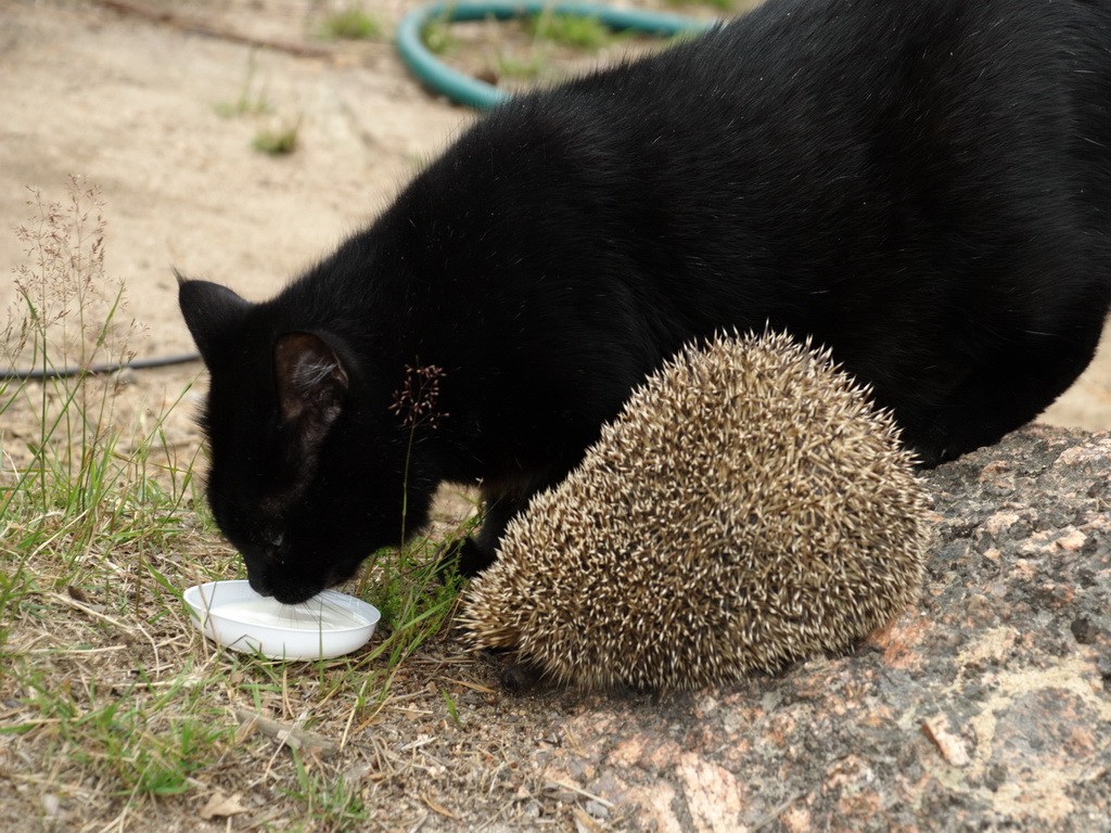 Ein Milch podelishsya?