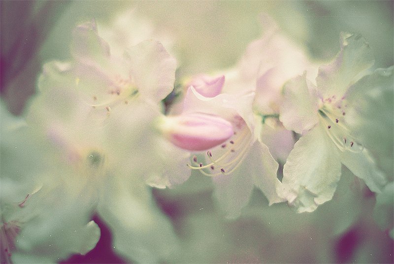 Bloc Party - Rhododendron / Harmonie